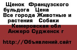 Щенок  Французского бульдога › Цена ­ 35 000 - Все города Животные и растения » Собаки   . Кемеровская обл.,Анжеро-Судженск г.